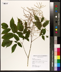 Aruncus dioicus image