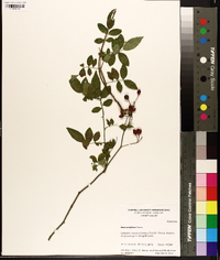 Rosa multiflora image