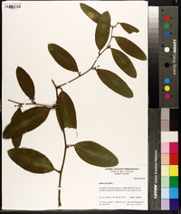 Smilax laurifolia image