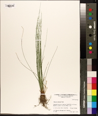 Juncus coriaceus image