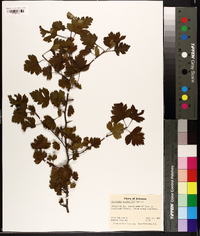 Crataegus marshallii image