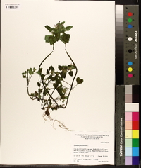 Lamium purpureum image