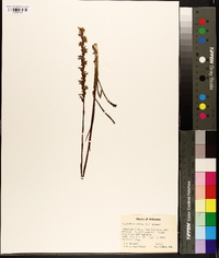 Spiranthes cernua image