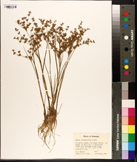 Juncus diffusissimus image