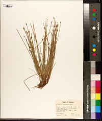 Eleocharis engelmannii image