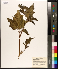 Datura stramonium image