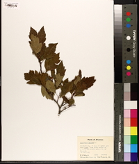 Crataegus viridis image