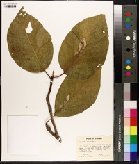 Magnolia acuminata image