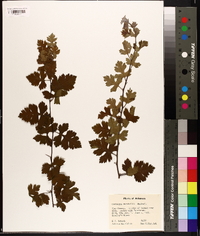 Crataegus marshallii image