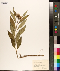 Asclepias perennis image