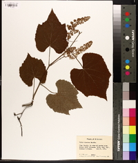 Vitis cinerea image