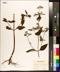 Pycnanthemum albescens image