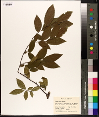 Ulmus alata image