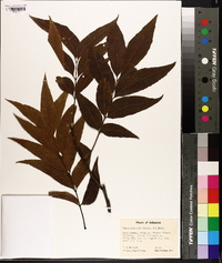 Carya aquatica image