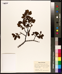 Phoradendron leucarpum subsp. leucarpum image