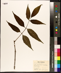 Fraxinus tomentosa image