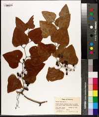 Smilax bona-nox image