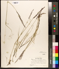 Muhlenbergia pauciflora image