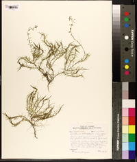 Callitriche heterophylla var. heterophylla image