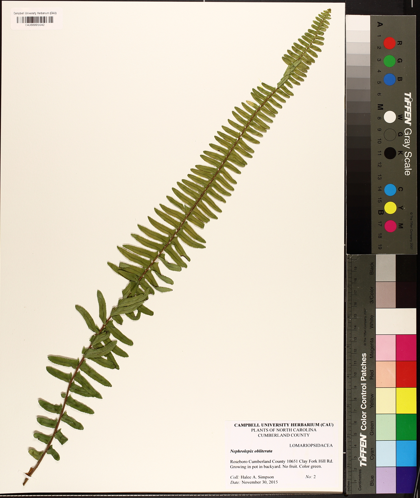 Nephrolepis obliterata image
