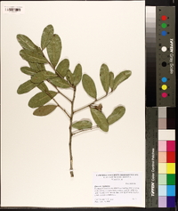 Quercus virginiana image