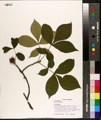 Carya texana image