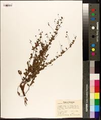 Lespedeza procumbens image