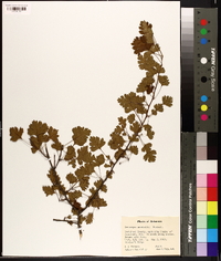 Crataegus marshallii image