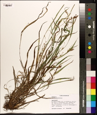 Carex flaccosperma image