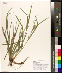 Carex flaccosperma image