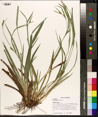 Carex flaccosperma image