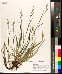 Carex oxylepis image