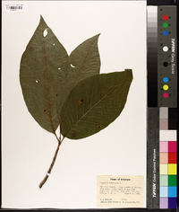 Magnolia acuminata image