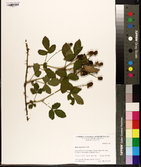 Rubus flagellaris image