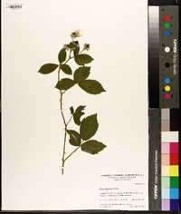 Rubus flagellaris image