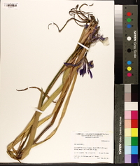 Iris versicolor image