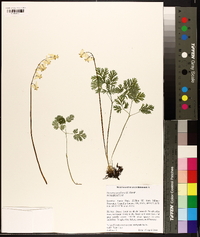 Dicentra cucullaria image