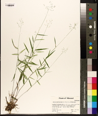 Panicum dichotomum image