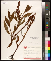 Rumex altissimus image