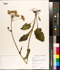 Senecio integerrimus image