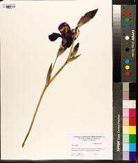 Image of Iris cedreti