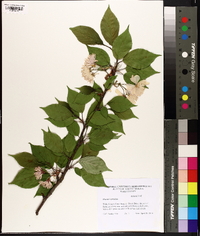 Prunus serrulata image