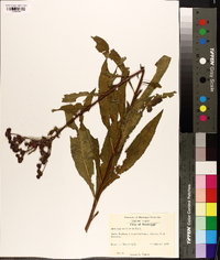 Vernonia gigantea subsp. gigantea image