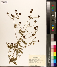 Bidens aristosa image