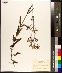 Penstemon laevigatus image