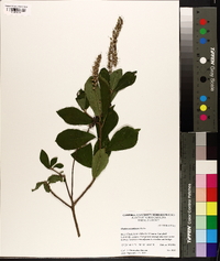 Clethra alnifolia image