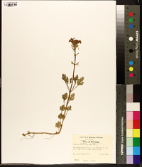 Verbena canadensis image