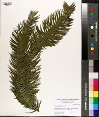 Cunninghamia lanceolata image