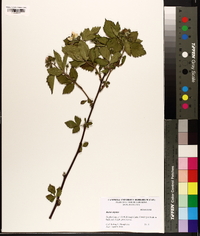 Rubus argutus image