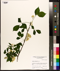 Staphylea trifolia image